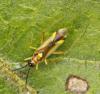 Campyloneura virgula